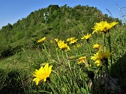 14 Salendo in Corna Bianca bei fiori gialli di Leontodon (Dente di leone comune) 